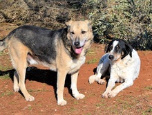 REED, Hund, Mischlingshund in Griechenland - Bild 11