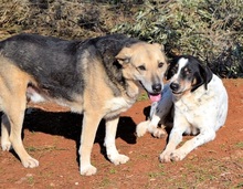 REED, Hund, Mischlingshund in Griechenland - Bild 12