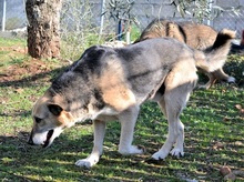 REED, Hund, Mischlingshund in Griechenland - Bild 3