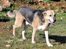 REED, Hund, Mischlingshund in Griechenland - Bild 4