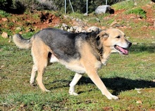 REED, Hund, Mischlingshund in Griechenland - Bild 5