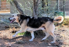 REED, Hund, Mischlingshund in Griechenland - Bild 8