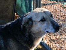 REED, Hund, Mischlingshund in Griechenland - Bild 9