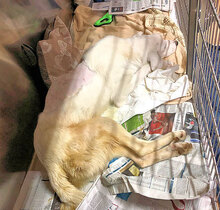 CALIFFO, Hund, Mischlingshund in Italien - Bild 12