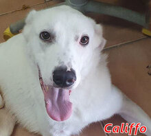 CALIFFO, Hund, Mischlingshund in Italien - Bild 3