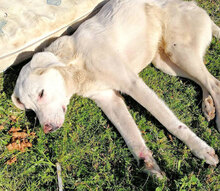 CALIFFO, Hund, Mischlingshund in Italien - Bild 4