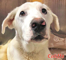 CALIFFO, Hund, Mischlingshund in Italien - Bild 6