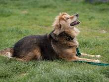 BATIDO, Hund, Mischlingshund in Slowakische Republik - Bild 3