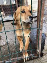 SUNNY, Hund, Mischlingshund in Rumänien - Bild 10