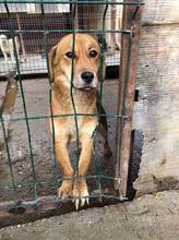 SUNNY, Hund, Mischlingshund in Rumänien - Bild 11