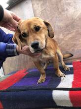SUNNY, Hund, Mischlingshund in Rumänien - Bild 3