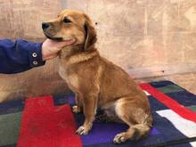 SUNNY, Hund, Mischlingshund in Rumänien - Bild 4