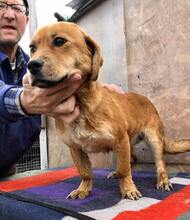 SUNNY, Hund, Mischlingshund in Rumänien - Bild 8