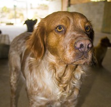 KENZO, Hund, Bretonischer Vorstehhund in Spanien - Bild 1