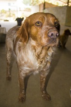 KENZO, Hund, Bretonischer Vorstehhund in Spanien - Bild 2