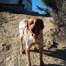 KENZO, Hund, Bretonischer Vorstehhund in Spanien - Bild 3