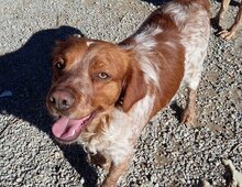 KENZO, Hund, Bretonischer Vorstehhund in Spanien - Bild 4
