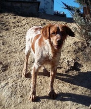 KENZO, Hund, Bretonischer Vorstehhund in Spanien - Bild 5