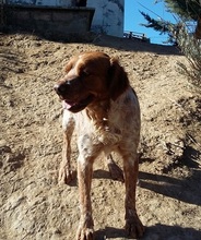KENZO, Hund, Bretonischer Vorstehhund in Spanien - Bild 6