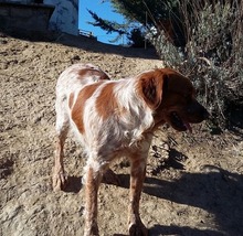 KENZO, Hund, Bretonischer Vorstehhund in Spanien - Bild 7