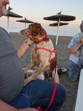 DONNA, Hund, Epagneul Breton in Spanien - Bild 2