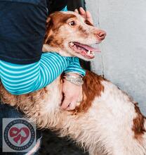 DONNA, Hund, Epagneul Breton in Spanien - Bild 3