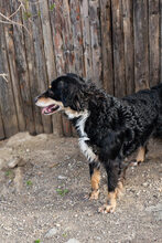KING, Hund, Mischlingshund in Kroatien - Bild 5