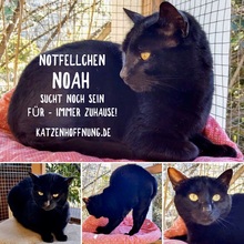 NOAH, Katze, Europäisch Kurzhaar in Spanien - Bild 1