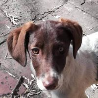 SARA, Hund, Mischlingshund in Bulgarien - Bild 1