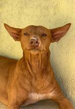 BOCCA, Hund, Podenco in Spanien - Bild 1