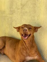 BOCCA, Hund, Podenco in Spanien - Bild 10