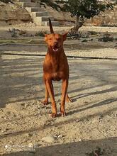 BOCCA, Hund, Podenco in Spanien - Bild 2