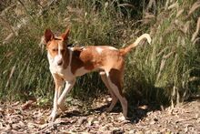 BOTON, Hund, Podenco Andaluz in Spanien - Bild 3