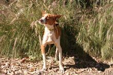 BOTON, Hund, Podenco Andaluz in Spanien - Bild 5