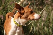 BOTON, Hund, Podenco Andaluz in Spanien - Bild 7