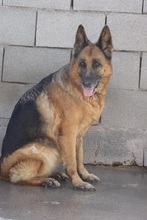 JOLIJN, Hund, Deutscher Schäferhund in Spanien - Bild 2