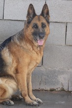 JOLIJN, Hund, Deutscher Schäferhund in Spanien - Bild 3