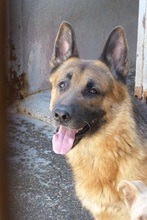 WODAN, Hund, Deutscher Schäferhund in Spanien - Bild 1