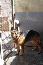 WODAN, Hund, Deutscher Schäferhund in Spanien - Bild 2