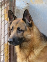 WODAN, Hund, Deutscher Schäferhund in Spanien - Bild 3