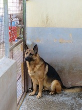 WODAN, Hund, Deutscher Schäferhund in Spanien - Bild 4