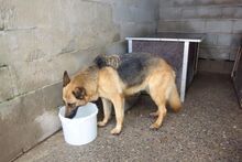AMOR, Hund, Deutscher Schäferhund in Spanien - Bild 2