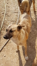OANA, Hund, Mischlingshund in Rumänien - Bild 5