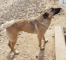 OANA, Hund, Mischlingshund in Rumänien - Bild 6
