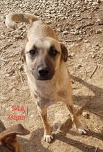OANA, Hund, Mischlingshund in Rumänien - Bild 7