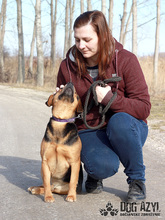 ROCCO, Hund, Shar Pei-Rottweiler-Mix in Slowakische Republik - Bild 4