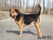 ROCCO, Hund, Shar Pei-Rottweiler-Mix in Slowakische Republik - Bild 5