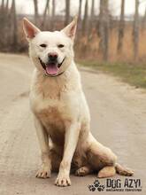 WHITE, Hund, Deutscher Schäferhund-Akita Inu-Mix in Slowakische Republik - Bild 2