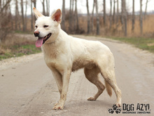 WHITE, Hund, Deutscher Schäferhund-Akita Inu-Mix in Slowakische Republik - Bild 3