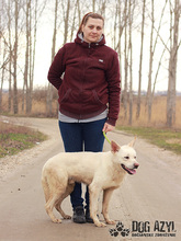 WHITE, Hund, Deutscher Schäferhund-Akita Inu-Mix in Slowakische Republik - Bild 5